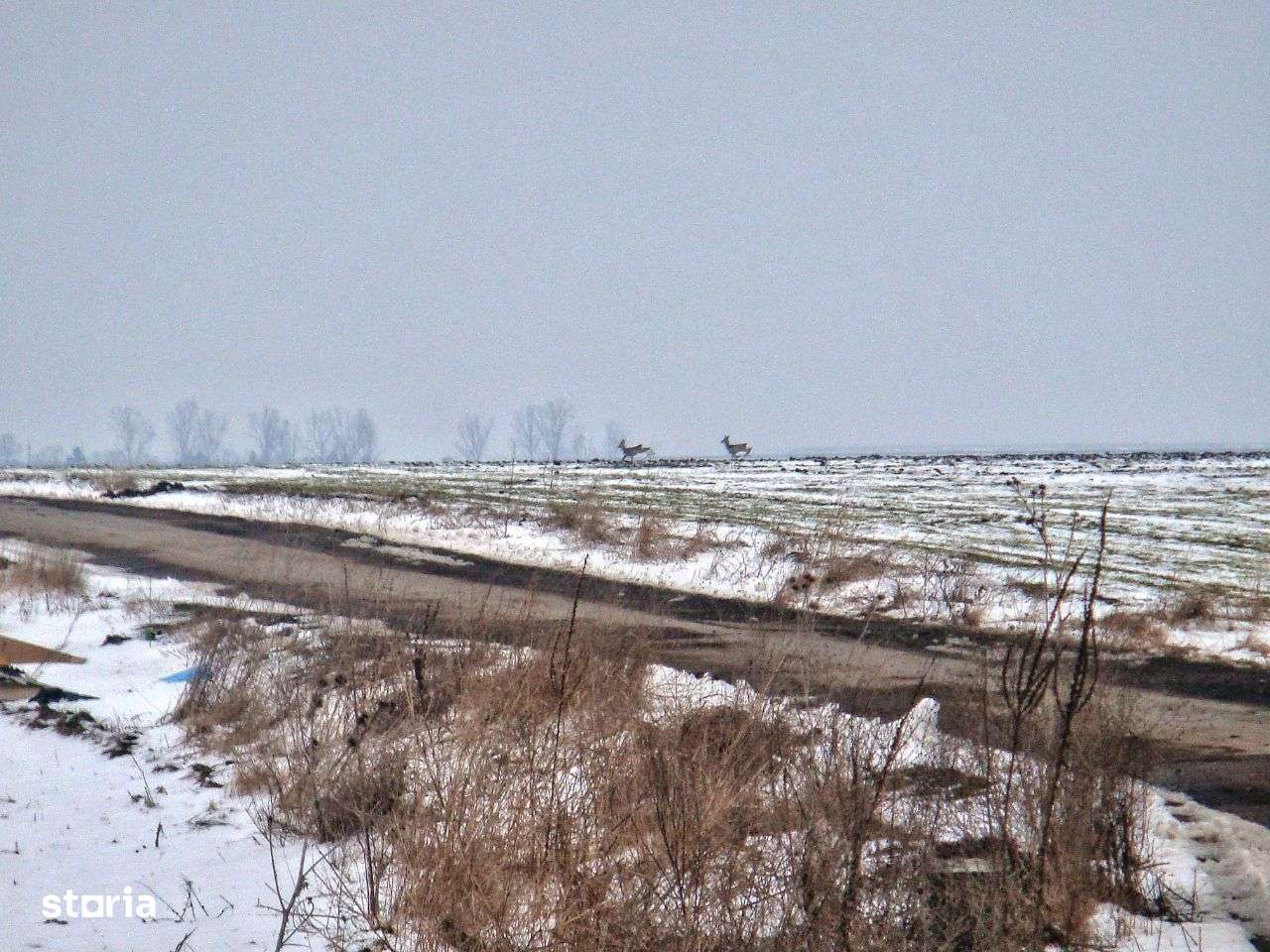 Teren intravilan. Zona Frumusani. POT & CUT foarte mari! Frumos.Natură-6
