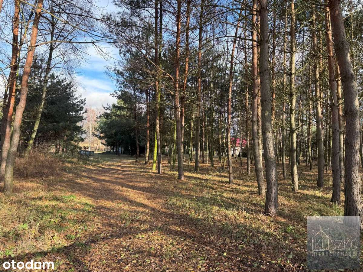 Działka, 3 117 m², Zbylczyce - Pełny obrazek: 5/8