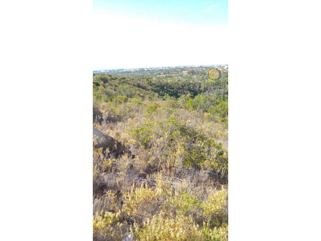 Terreno com 2400 m2 e vista mar - Grande imagem: 4/5