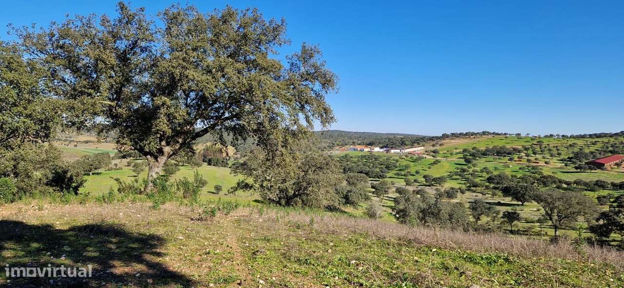 Herdade de 62 Hectares no Coração do Alentejo – Évora  - Agricultura --20