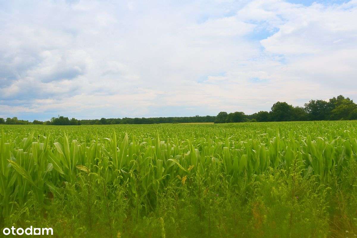Działka budowlana, 10 arów, 30 minut do Wrocławia - Pełny obrazek: 5/8