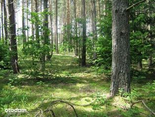 OKAZJA 2 działki leśne LipowyMost BEZPOŚREDNIO