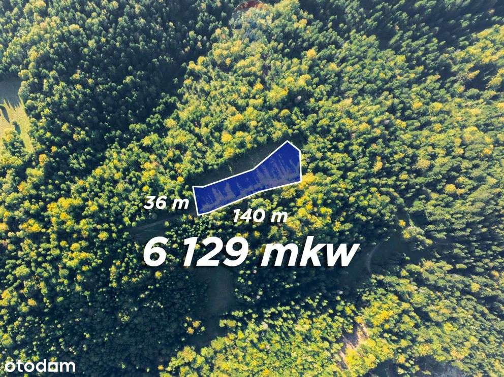 Polana w lesie - Pełny obrazek: 3/19