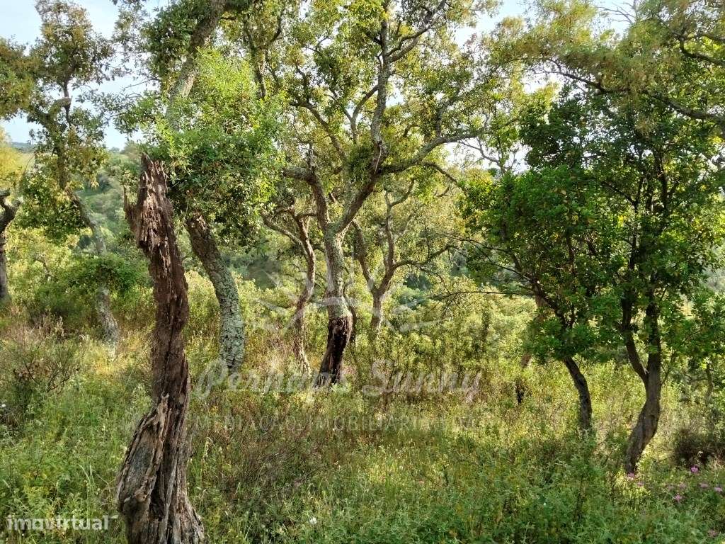Terreno Misto para construção de Habitação ou Turismo - Melides-12