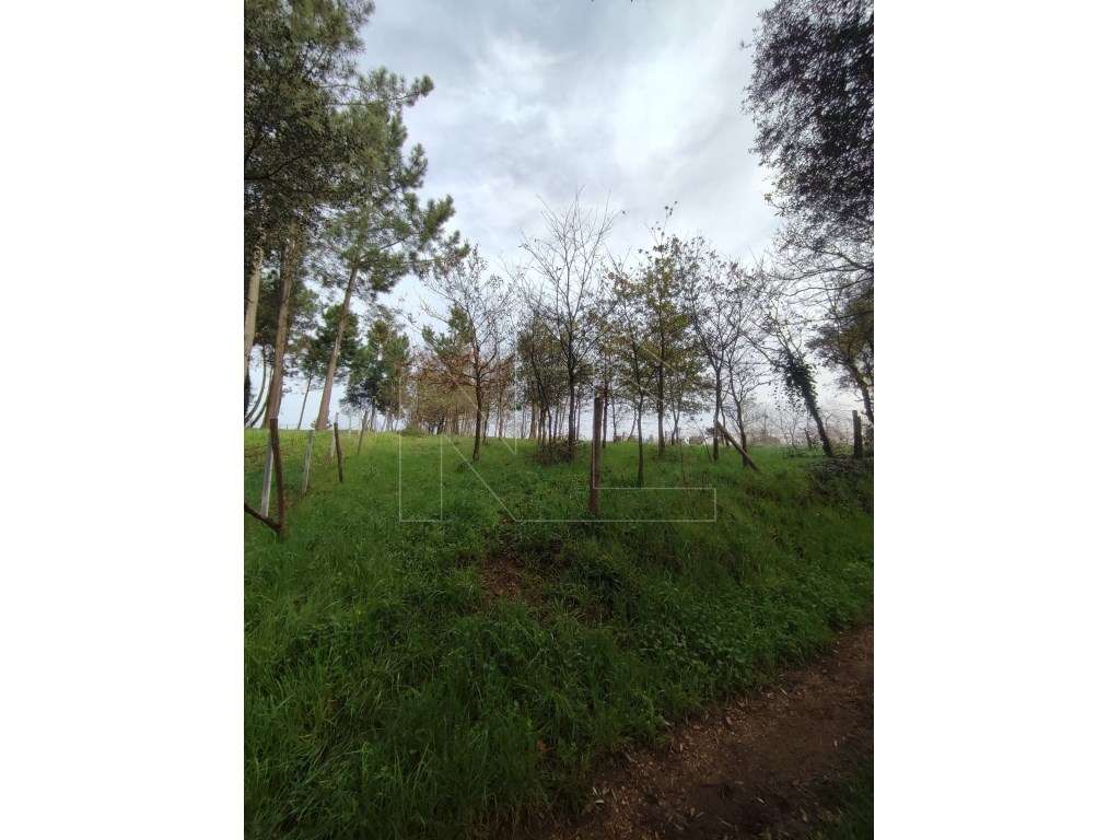 Terreno para Construção - Oliveira do Bairro - Grande imagem: 2/4