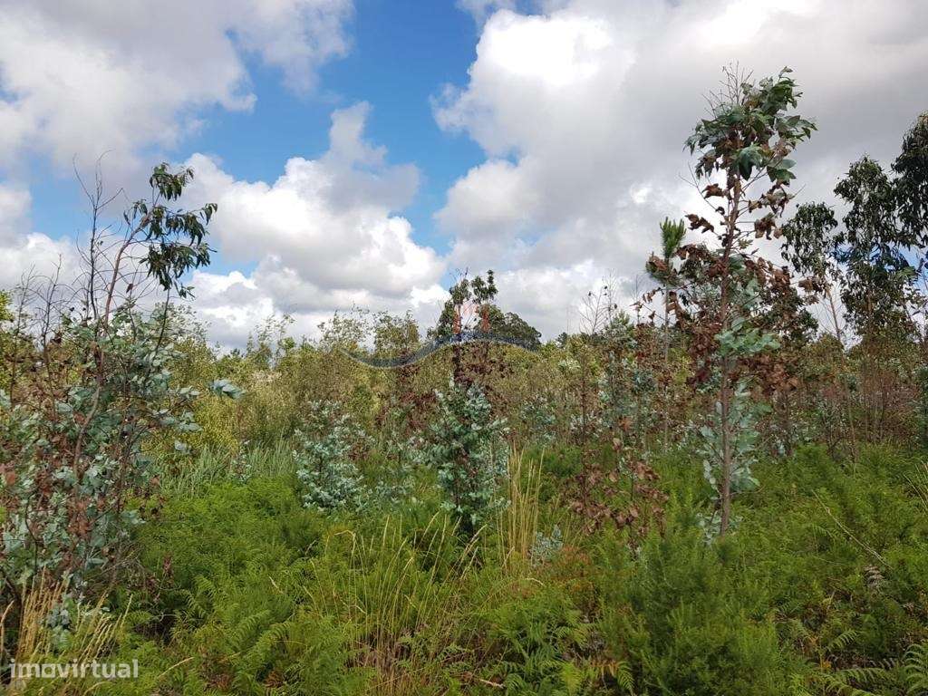 Terreno - Zona Monte Real - Grande imagem: 5/41