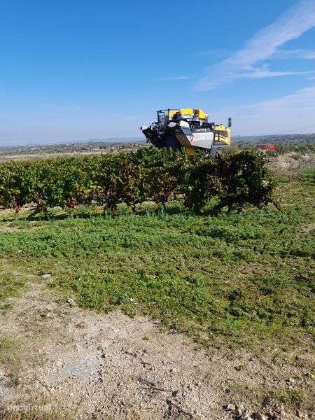 Vinha com 1,9 hectares em Manigoto, Pinhel - Grande imagem: 4/4