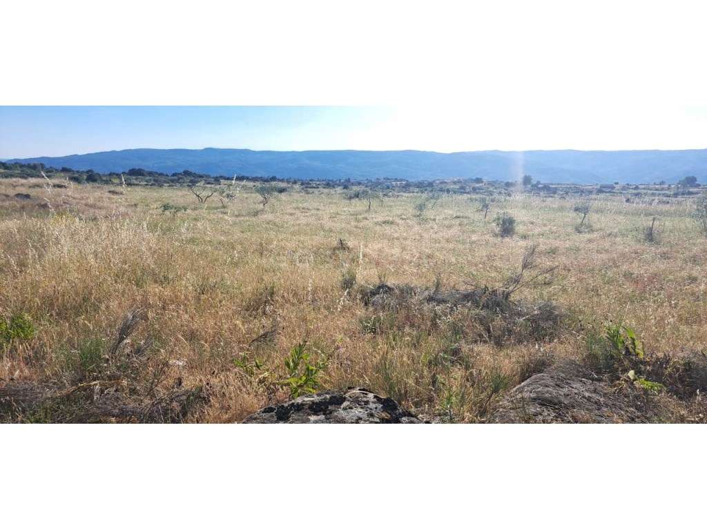 Armazém e terreno agrícola em Estevais, Torre de Moncorvo - Grande imagem: 5/12