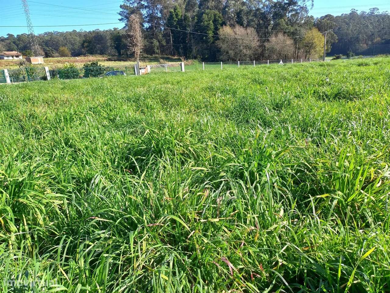 Terreno Rústico em São Martinho da Gândara, Oliveira de Azeméis - Grande imagem: 4/5