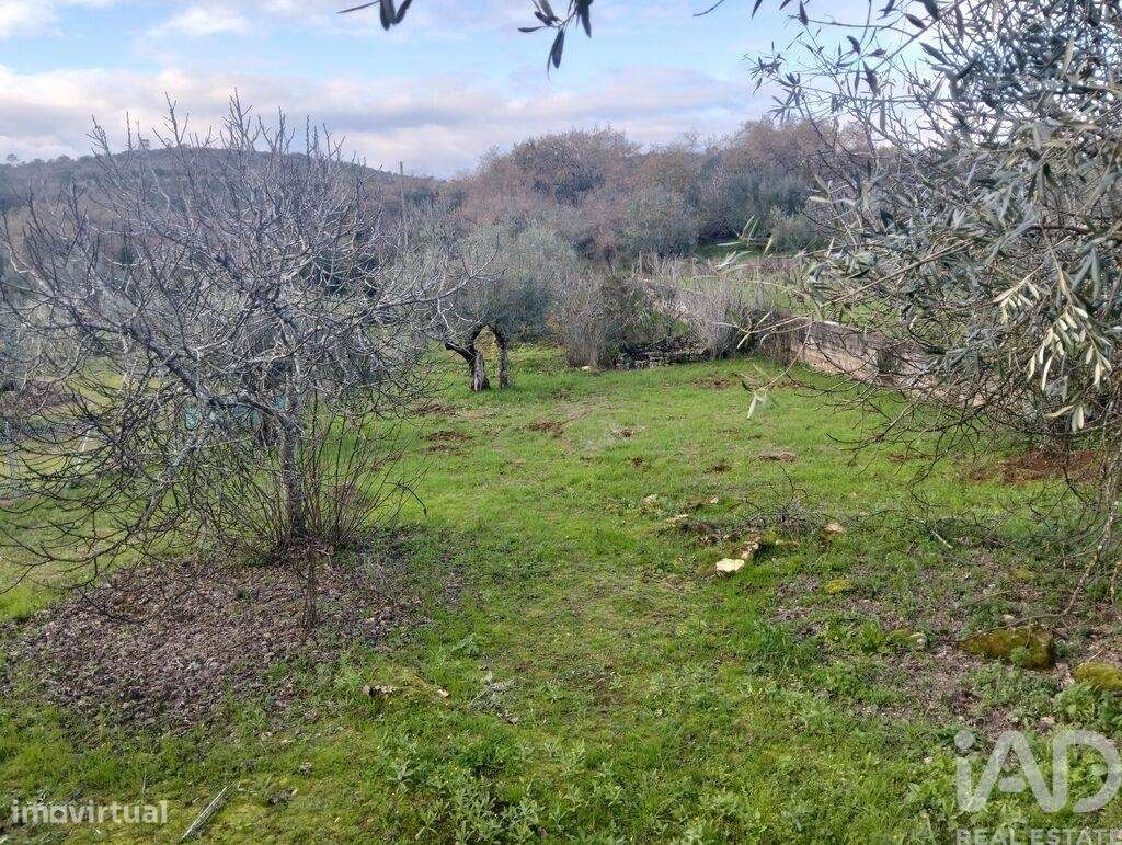 Terreno Agrícola em Chãos - Grande imagem: 4/16