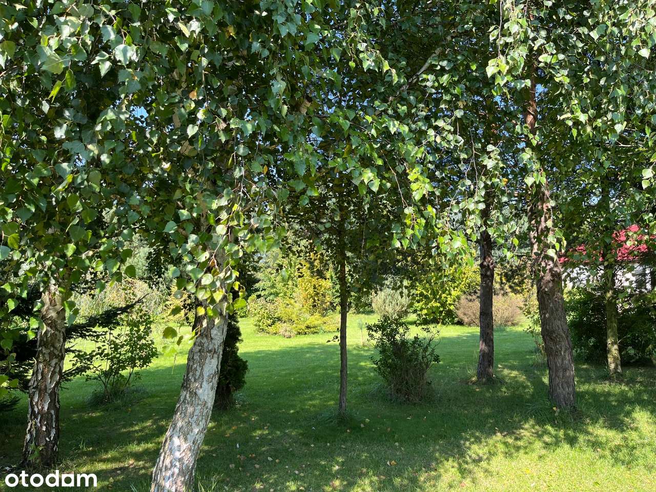 Działka zabudowana domem z pięknym ogrodem w Dąbrowie-5