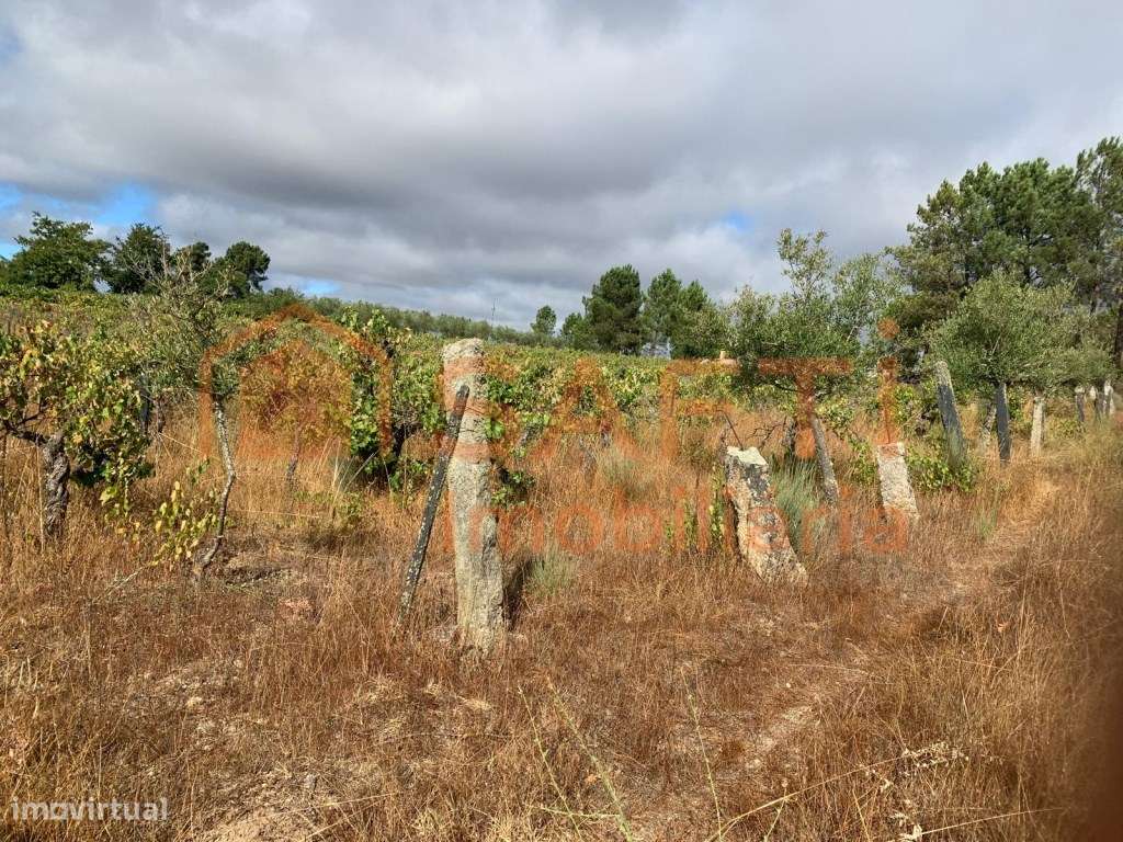 Terreno à venda em Prados - Pinhel-14