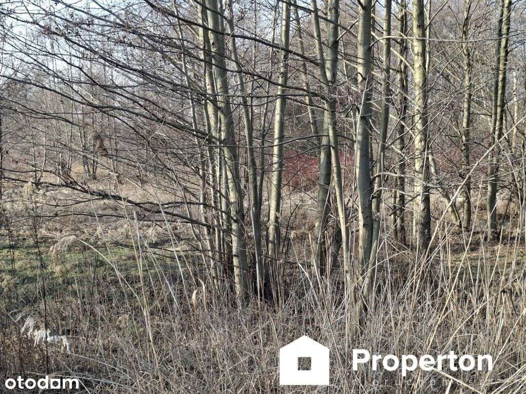 Działka o pow. 8900 m²  Radziejowice-Parcel - Pełny obrazek: 4/5