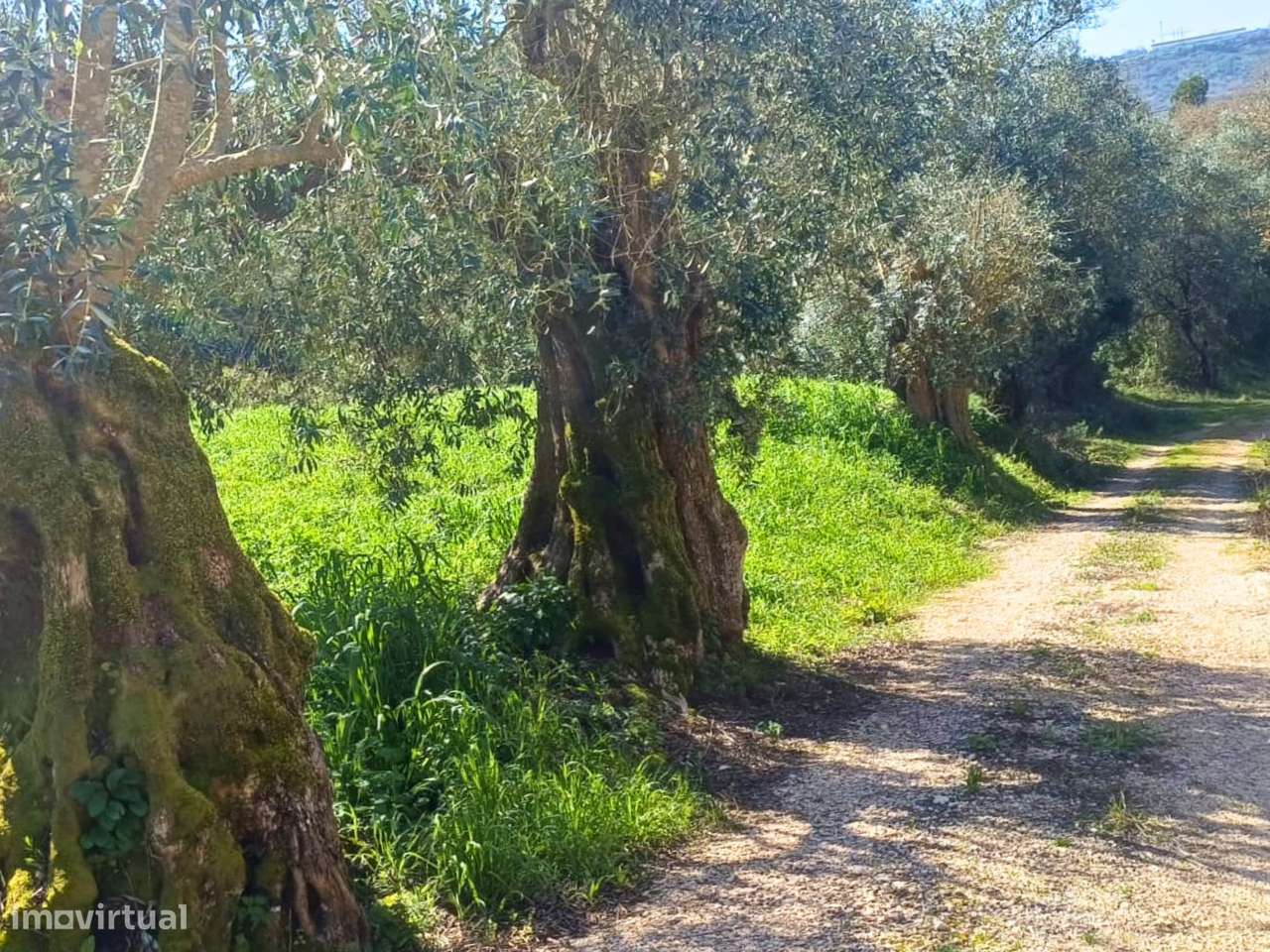 Terreno rústico para venda na Moçarria - Grande imagem: 3/9