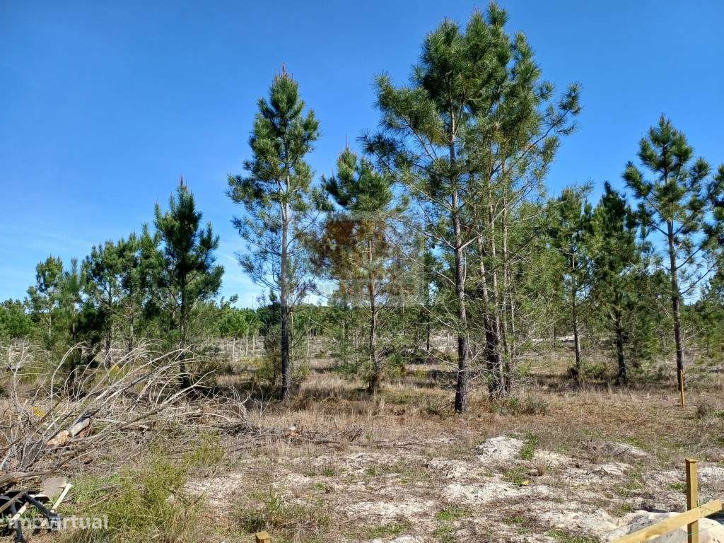 Terreno com 2.6 ha na Muda- PRONTO A CONSTRUIR - Grande imagem: 2/10