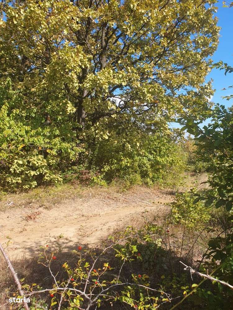 Padure de vanzare in judetul Alba - Imagine principală: 5/13