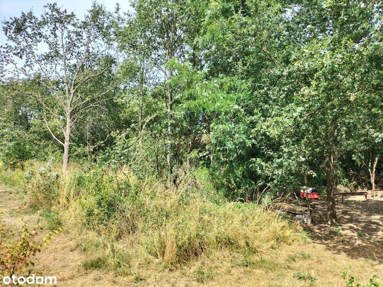 Dz. budowlana, 147 ar, uzbrojona (w drodze), las - Pełny obrazek: 4/12