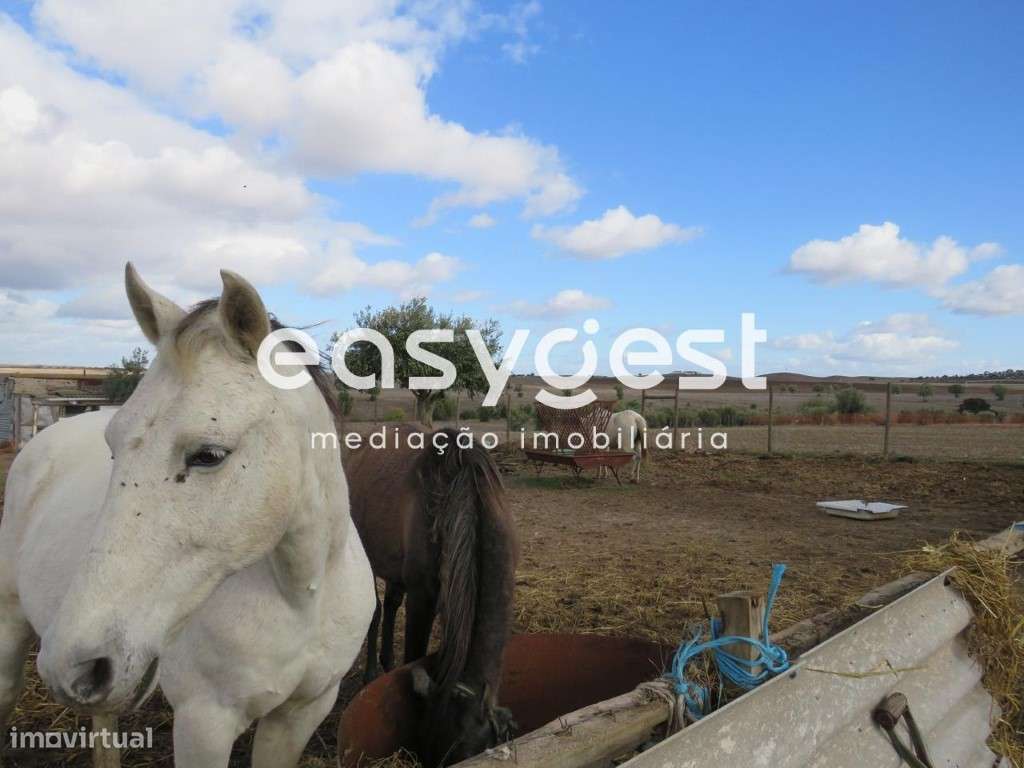 Terreno com apoio Agrícola em Aljustrel - Grande imagem: 5/19