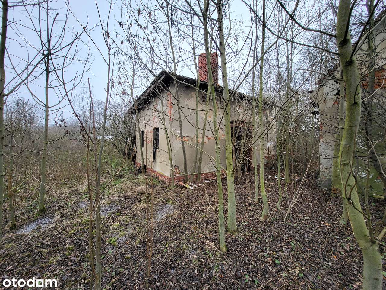 Budynek mieszkalny , budynki gospodarcze | Działka 3514 m2 | Piersno - Pełny obrazek: 5/8