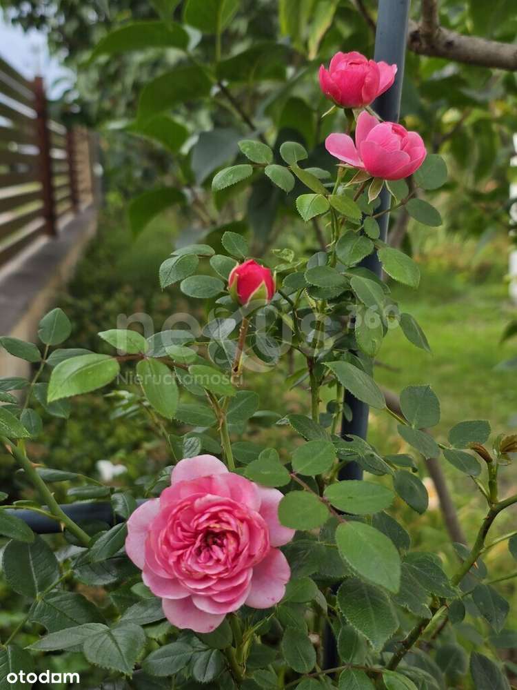 Dom parterowy  – duży ogród, taras, warsztat-19