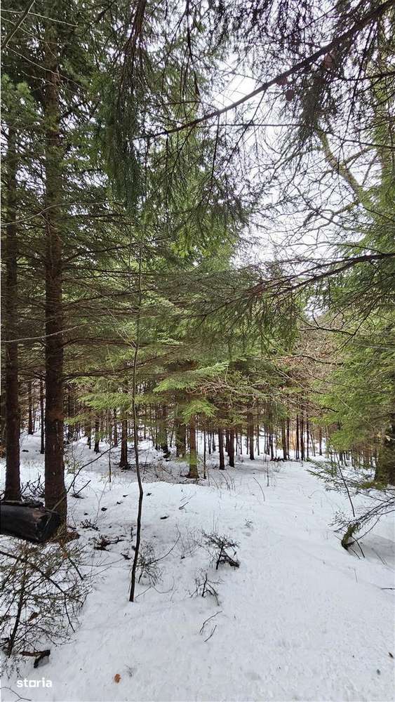 Teren superb extravilan in apropiere de Poiana Brasov-2
