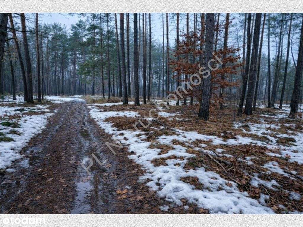 Działka w otoczeniu lasu