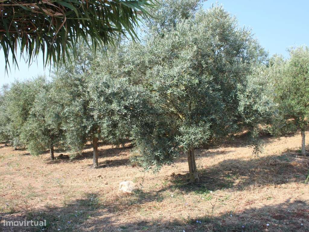 Casa de Campo, terreno, vista panorâmica concelho Rio Maior-32