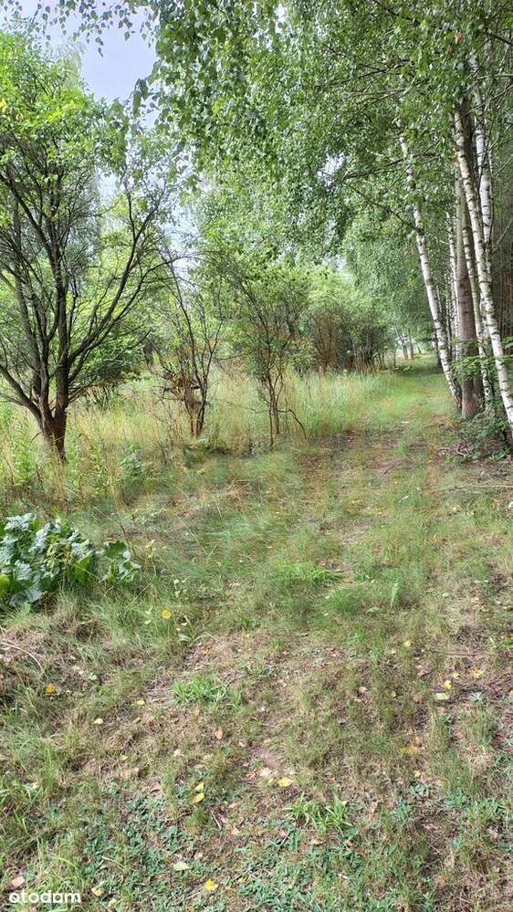 Okazja gm. Leszno  3 działki budowlane-1