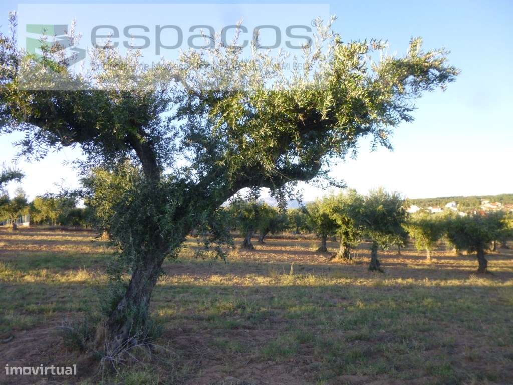 Terreno rústico com oliveiras tradicionais - Freixial do Campo - Grande imagem: 5/16