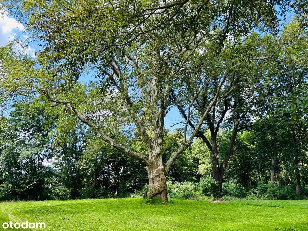 Pałac z wizją - SPA,basen,sala rozrywki | 10 ha | własny park - Pełny obrazek: 3/20