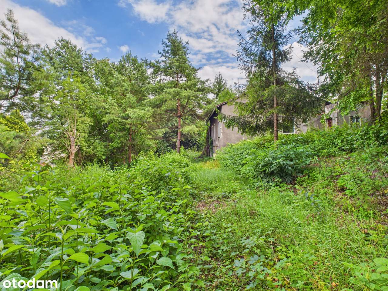 Zielona Działka z Własnym Źródłem i Stawikiem w Świetnej Lokalizacji! - Pełny obrazek: 2/20