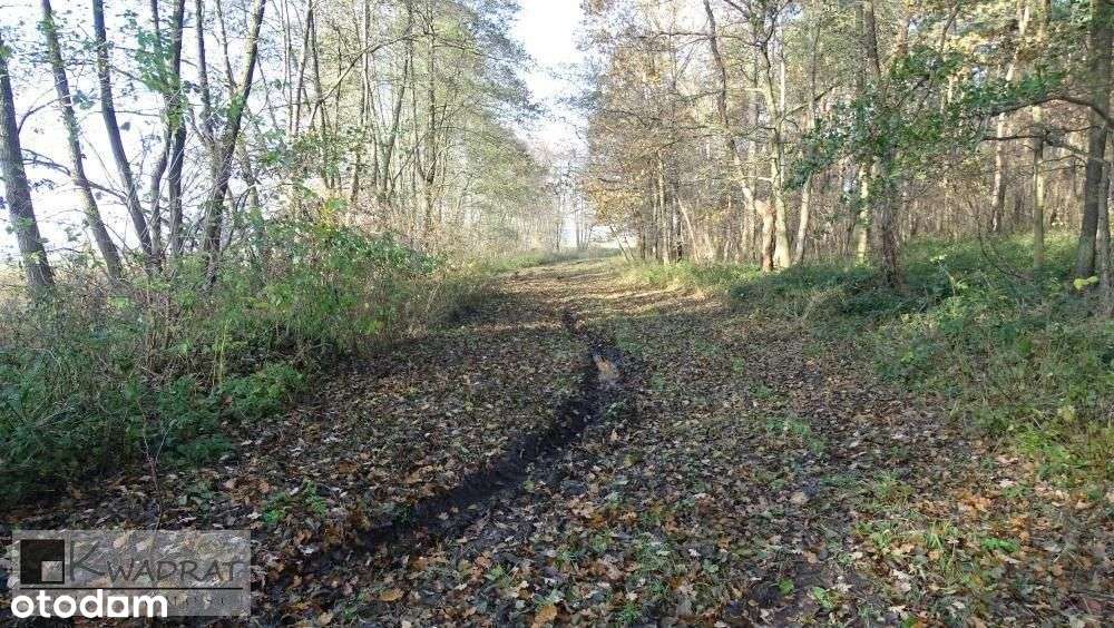 Działka, 23 693 m², Starczanowo - Pełny obrazek: 4/4