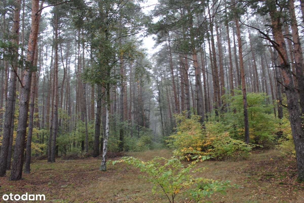 Pięknie położona działka przy Trakcie Pobiedziskim, Nekielka-12