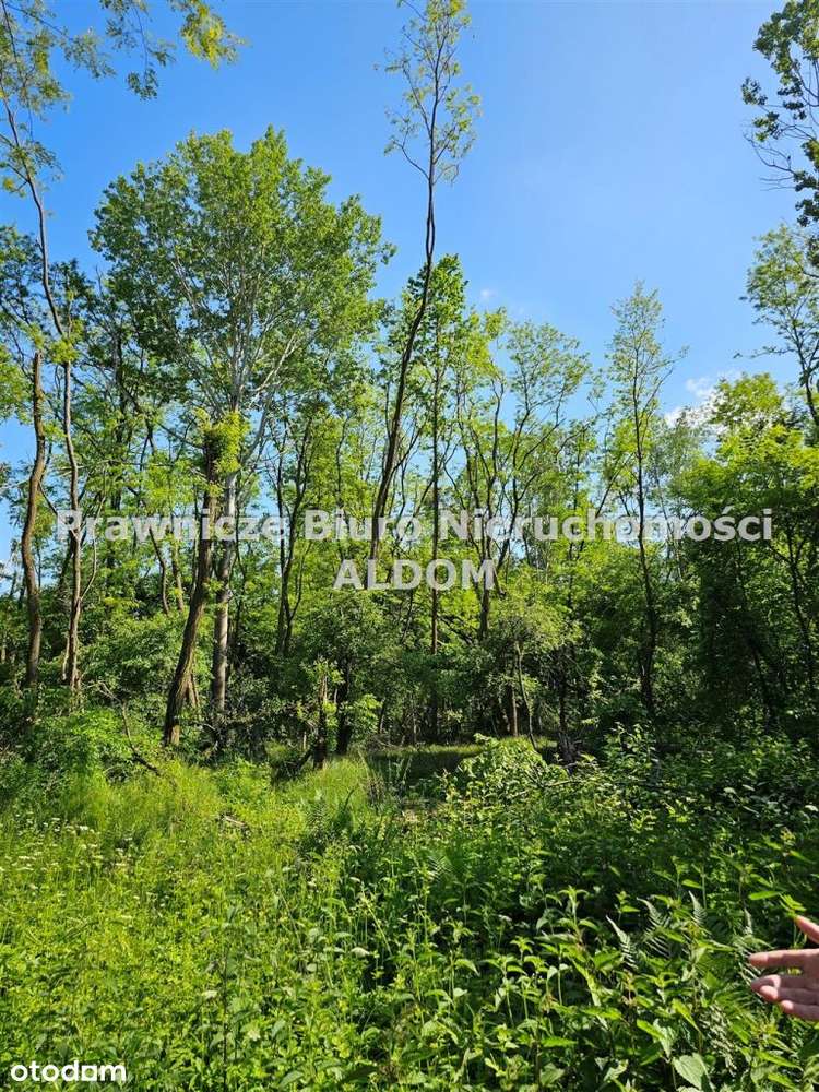 Działka, 17 353 m², Krapkowice - Pełny obrazek: 5/5