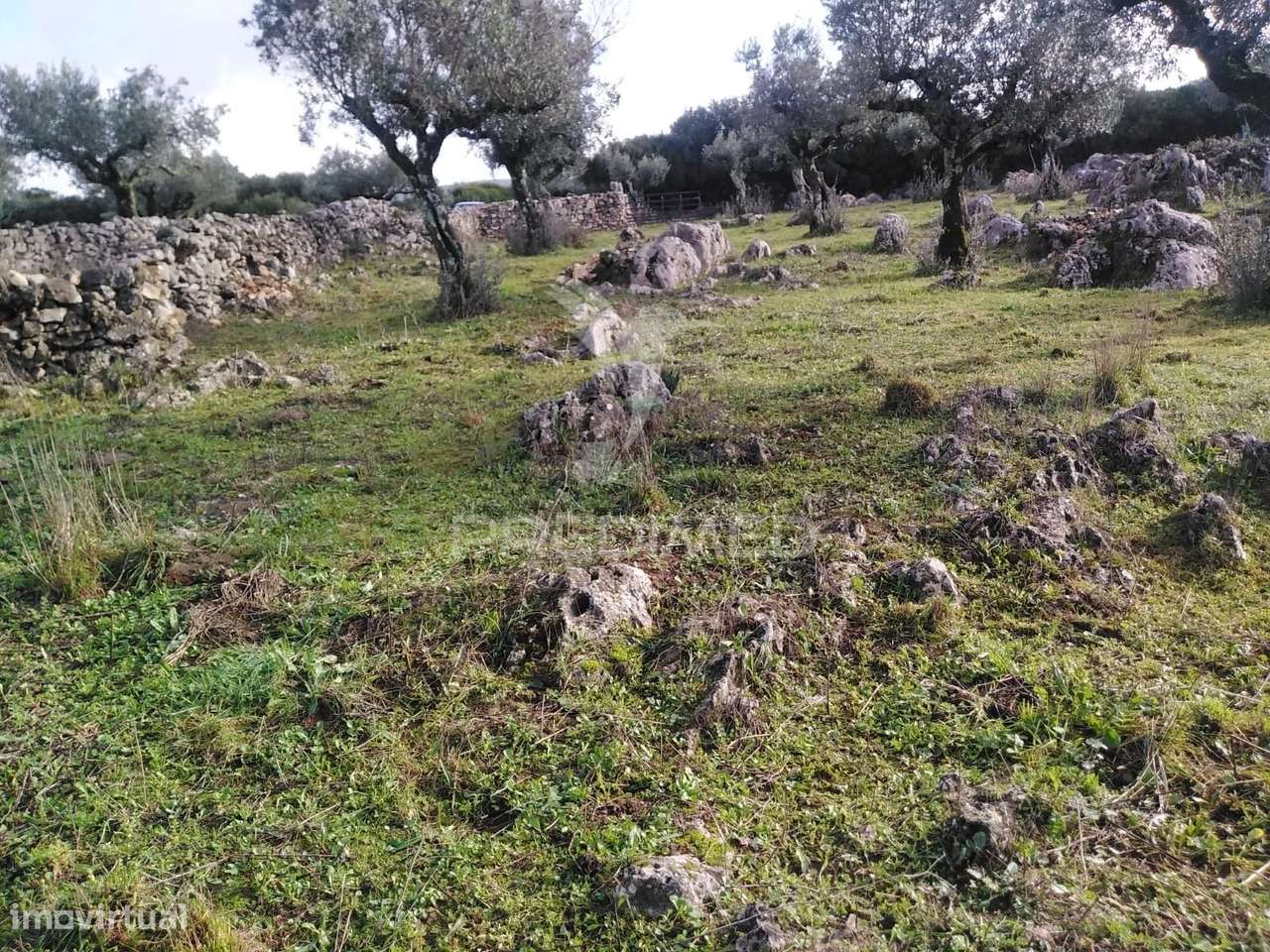 Terreno Rústico Vedado com Olival Produtivo - Grande imagem: 3/20