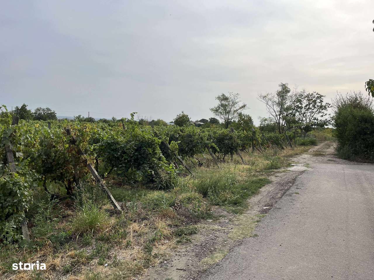 Teren intravilan/Vie Urlati Prahova - Dealul Mare Pret negociabil - Imagine principală: 1/4