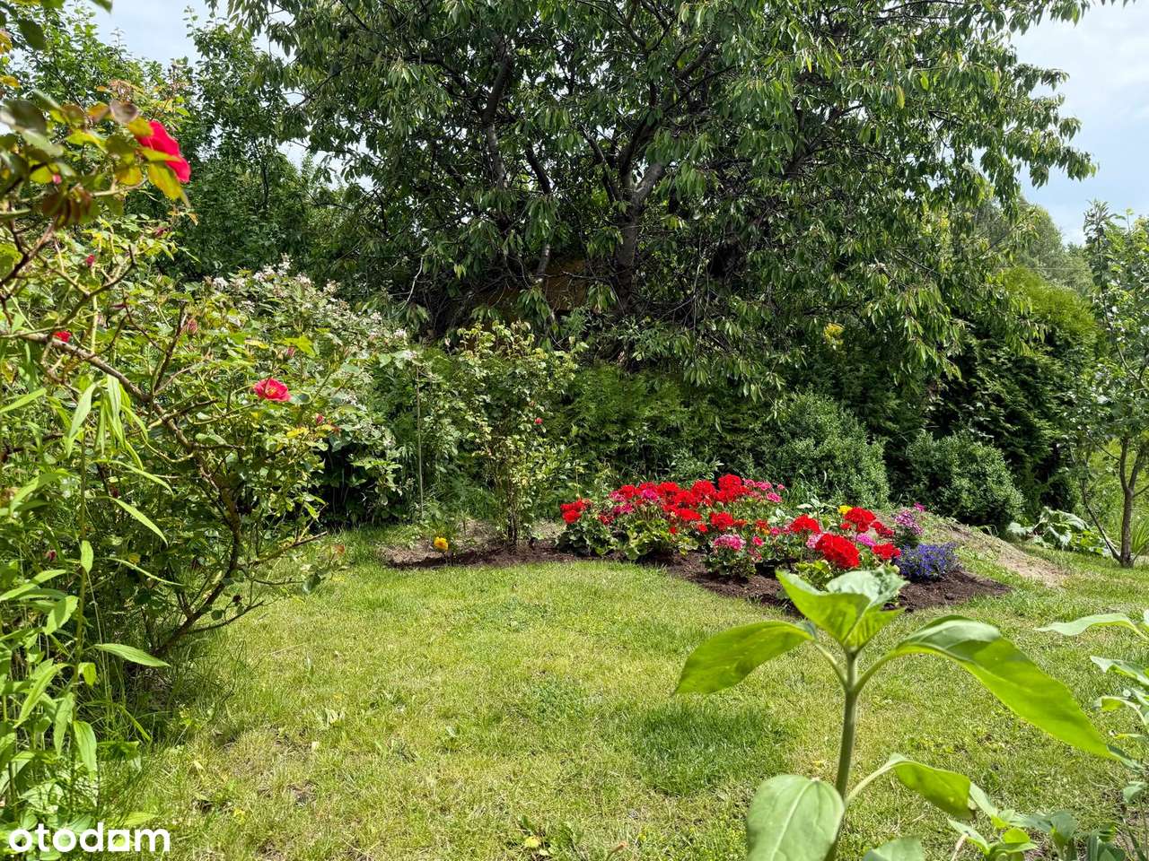 Działka ROD Zielony z domkiem, zadbana-16