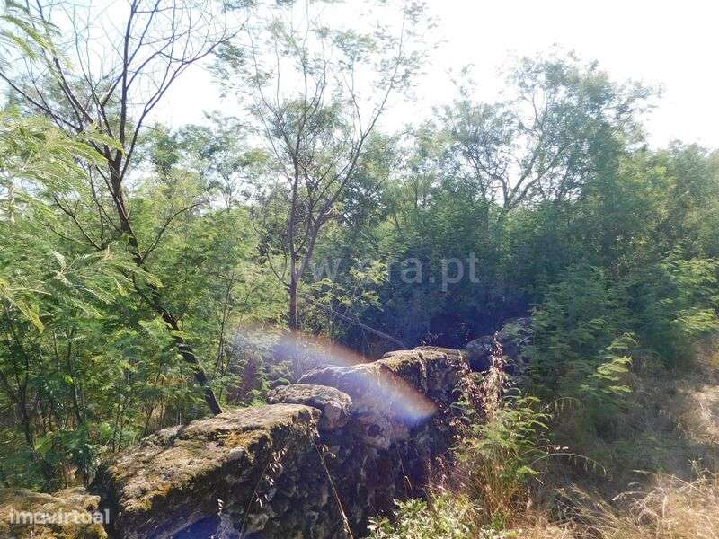 Terreno / Fundão, Pêro Viseu - Grande imagem: 2/14