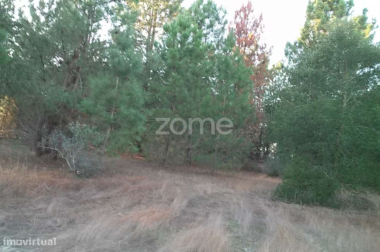 Carapuções - Coruche - Grande imagem: 3/19