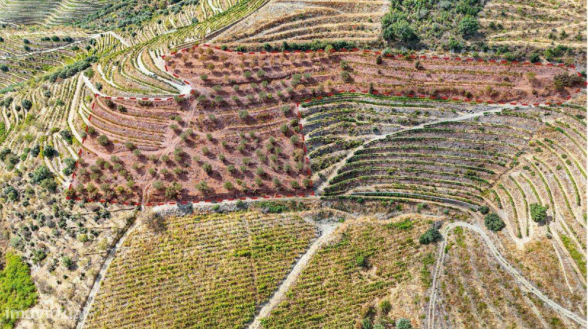 Farm with productive vineyard in the Douro Demarcated Region — São Joã-9