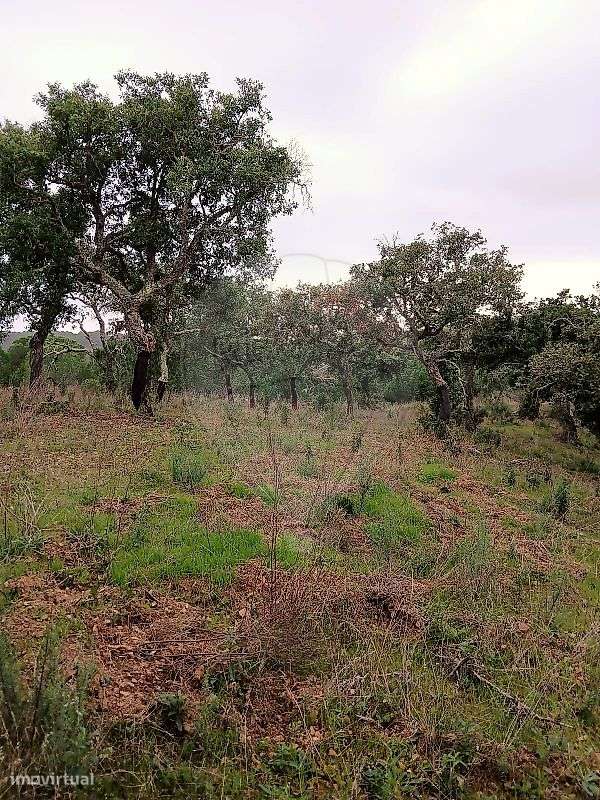 Quinta  para venda - Grande imagem: 4/8