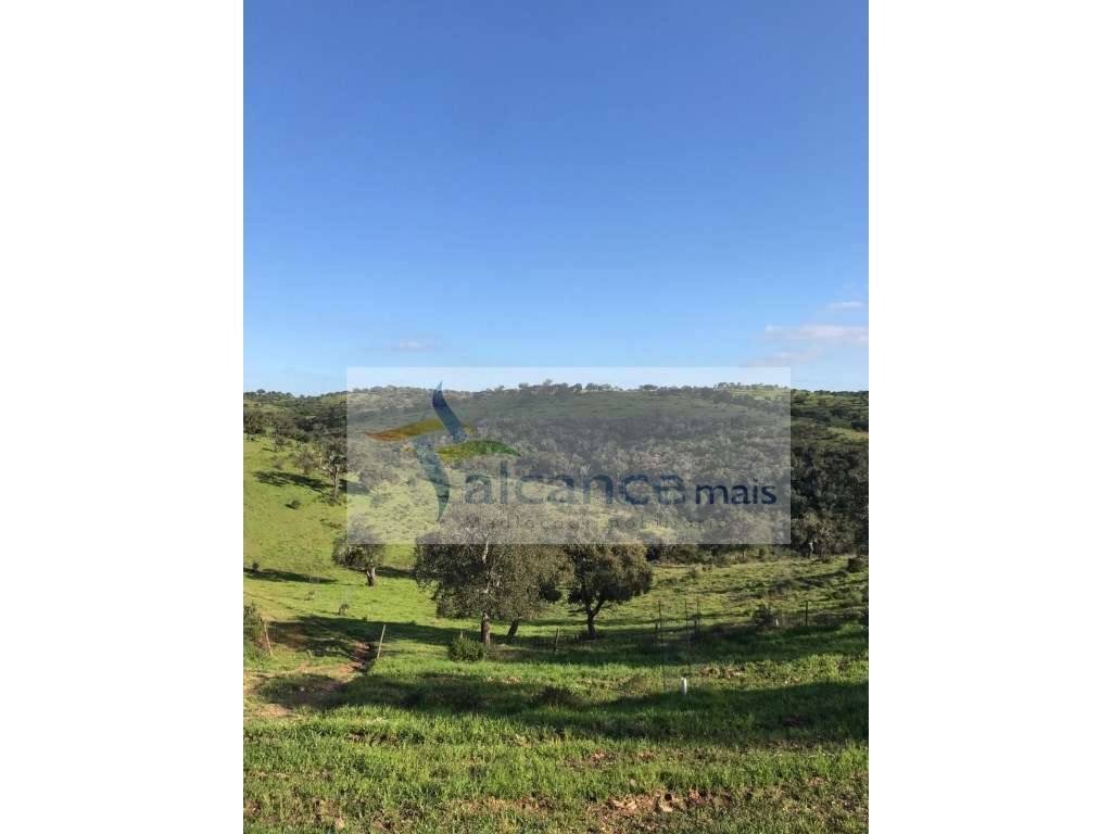 Herdade com 814hectares no Baixo Alentejo / Moura / Fronteira com E... - Grande imagem: 4/21
