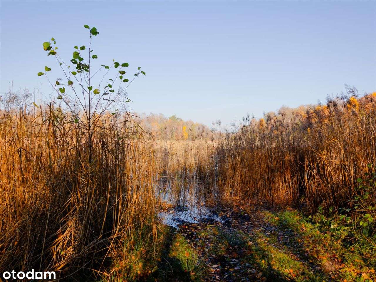Działka siedliskowa - Krągi-10