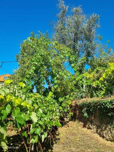 Quinta em Cinfães - Grande imagem: 5/7