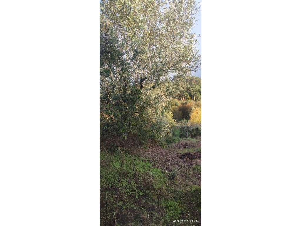 Casa para restauro com 6000m2 de terreno, localização única entre a...-14