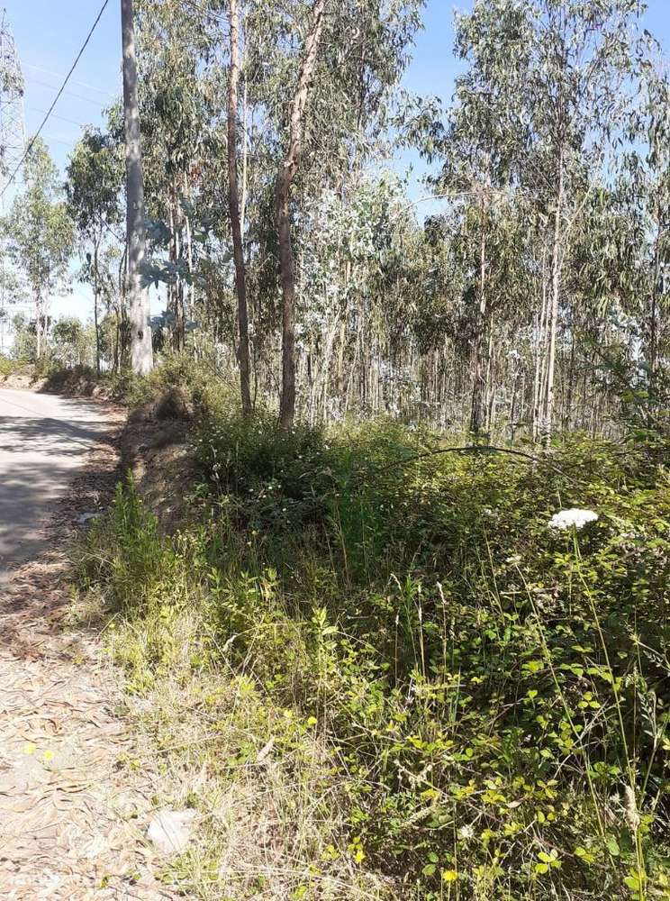 Terreno Rustico em Canedo! - Grande imagem: 3/13