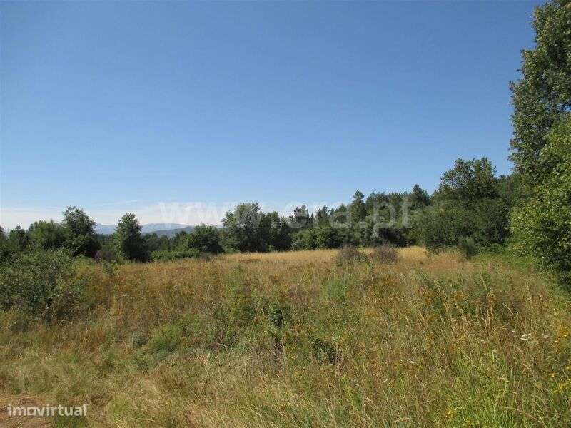 Terreno / Fundão, Enxames - Grande imagem: 3/4