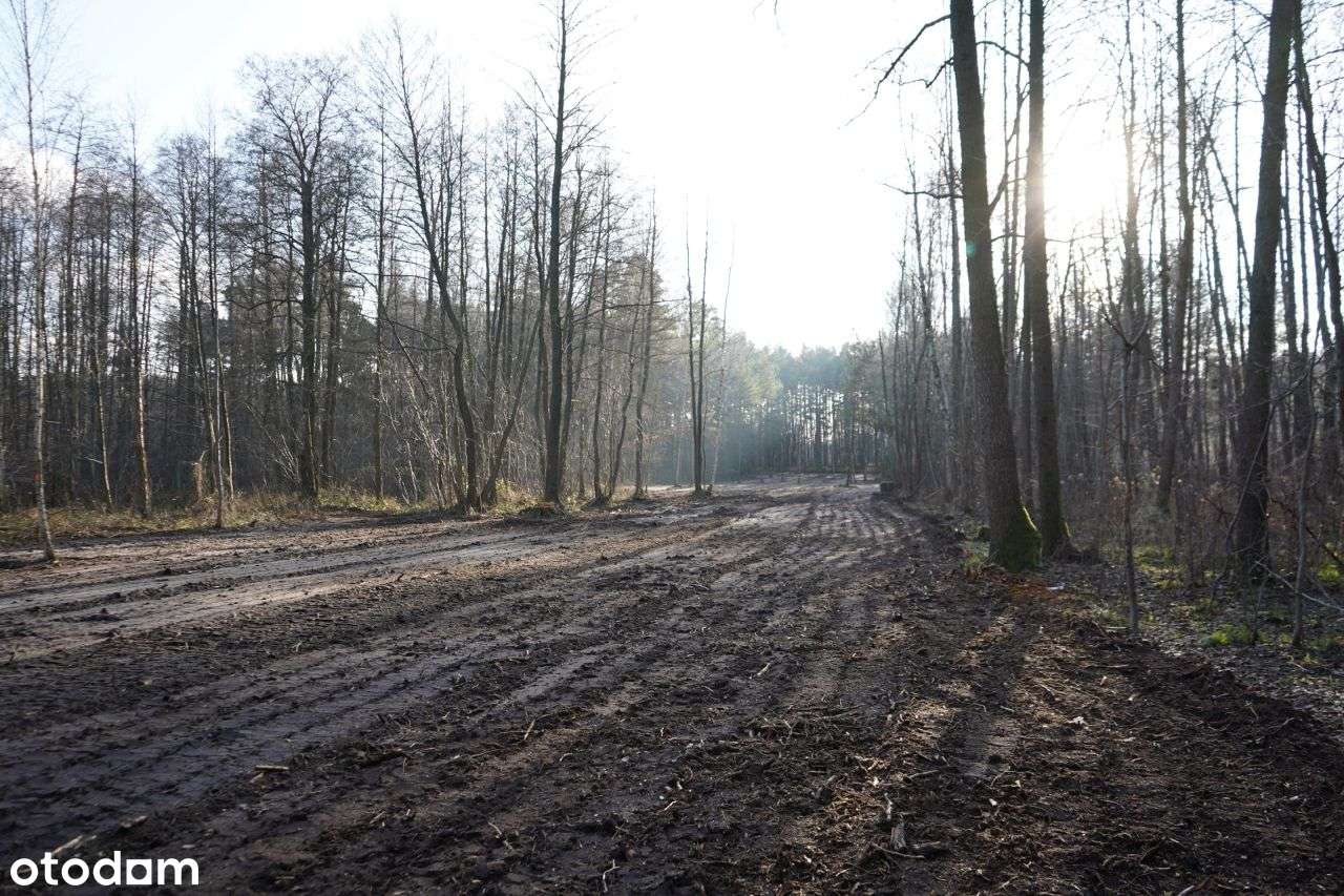 Działka, 5 000 m², Kąck - Pełny obrazek: 3/5