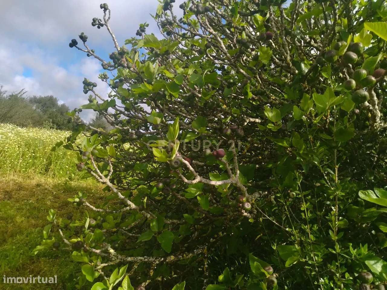 Terreno Rústico á Venda em Quelfes -  Algarve, 5560m2,  85,000€ - Grande imagem: 5/11