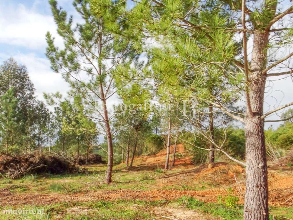 Terreno com 30.000m2 junto a Coimbra - Grande imagem: 5/13